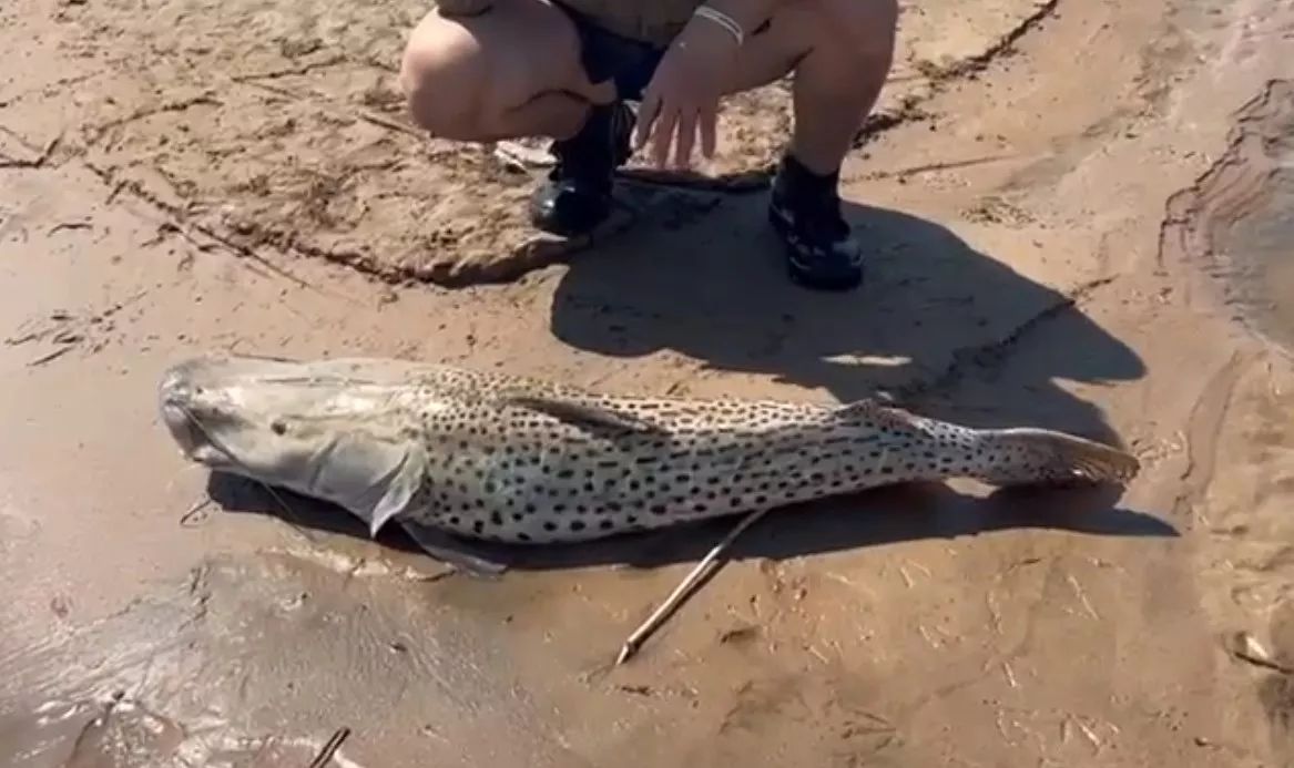 multimedia.normal.a0bb54288657be39.436170747572612064652070616e74616c6c6120323032322d31302d323720305f6e6f726d616c2e77656270