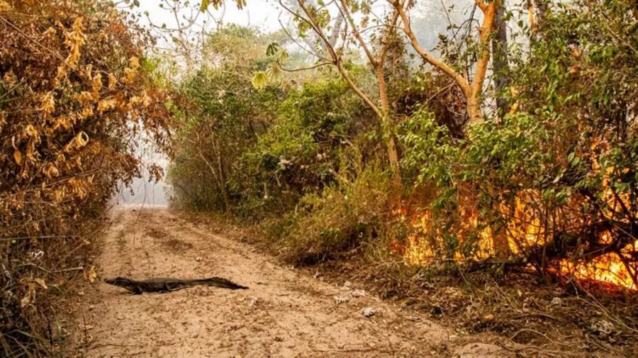 animales-incendio-corrientes-1-g20220217-1314422