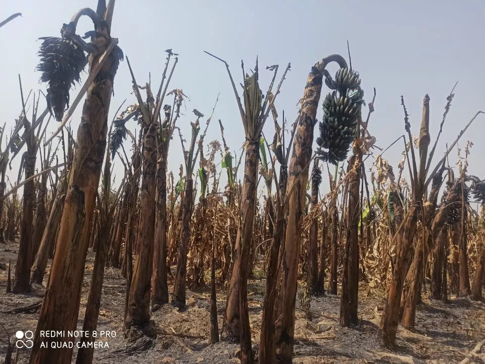 646205-incendios-20bananal-20or-c3-a1n