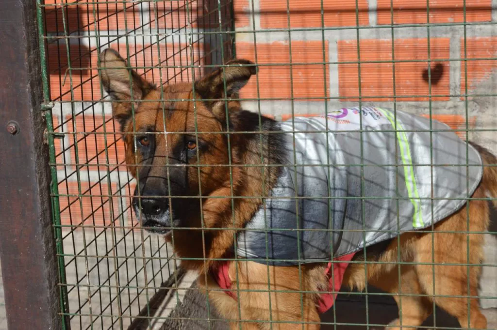 centro-de-adopciones-c-1024x681