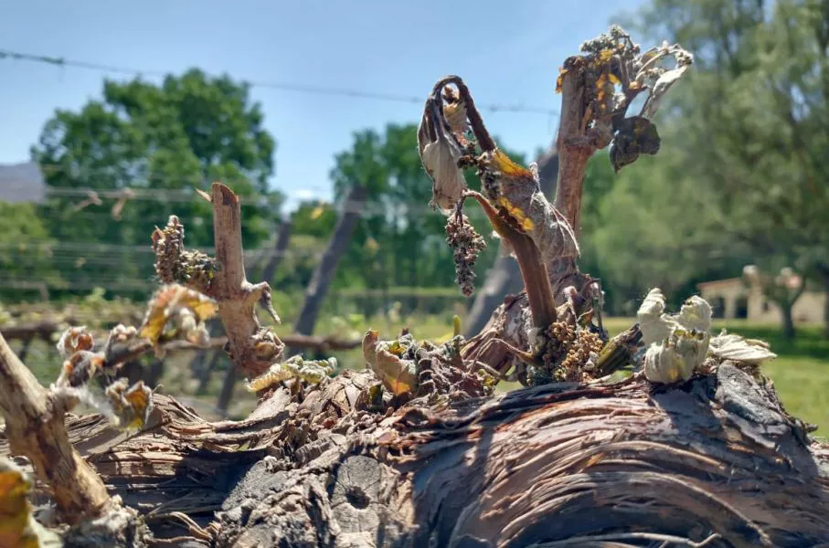 5076-declararon-la-emergencia-agropecuaria-por-heladas-para-cafayate-san-carlos-molinos-y-cachi