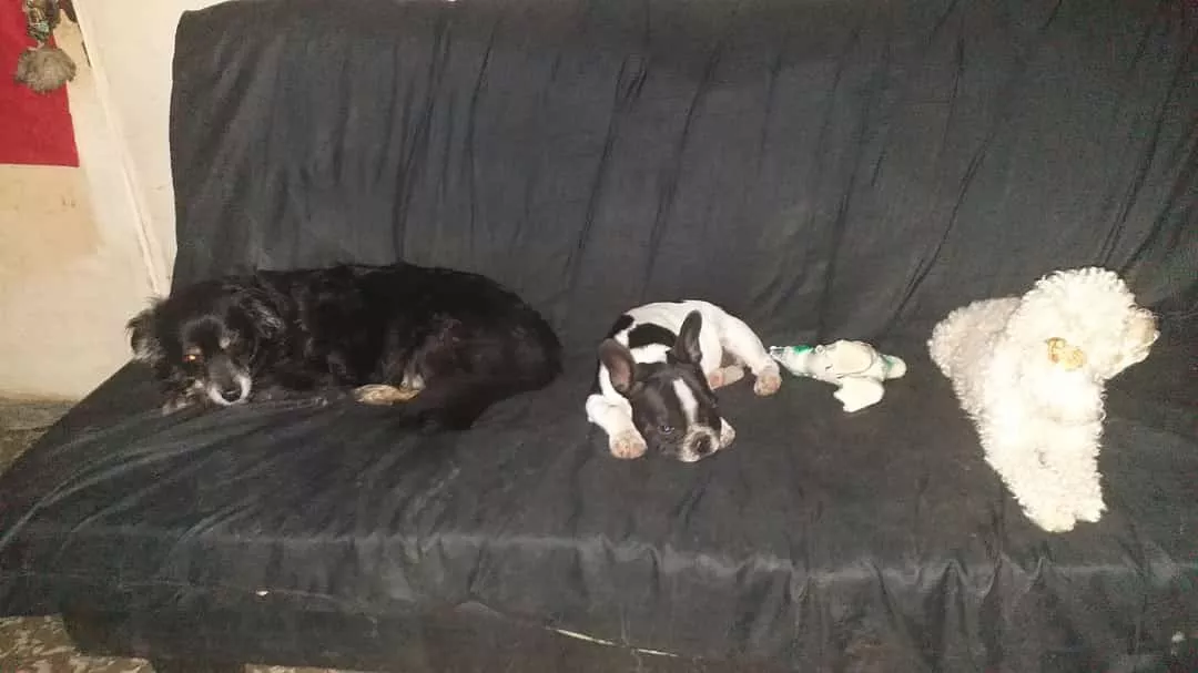 PANCHITO, THOR Y CARAMELITO