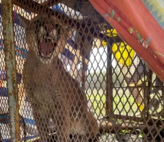82338-el-puma-rescatado-de-un-domicilio-permanecera-en-observacion-en-la-estacion-de-fauna