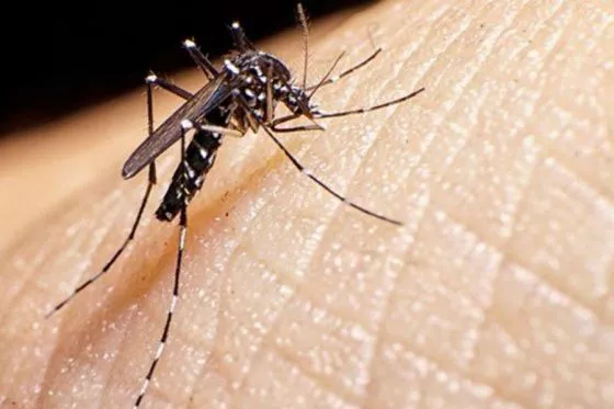 81564-aconsejan-fortalecer-las-medidas-preventivas-para-evitar-dengue-zika-y-chikungunya