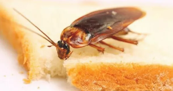 Cucaracha-comiendo-veneno