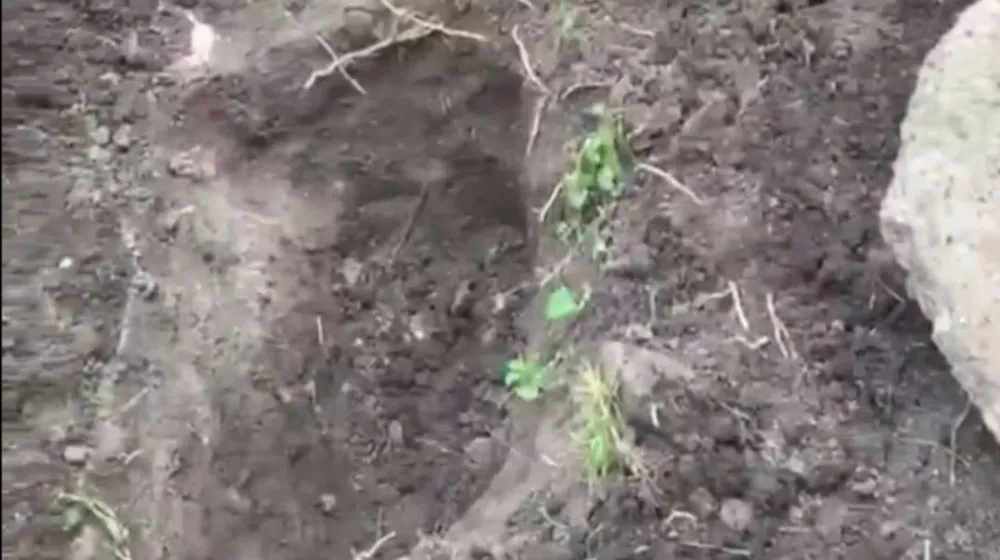 horror-en-monte-grande-un-hombre-enterro-vivo-a-su-perro-los-vecinos-lo-filmaron-y-lograron-rescatarlo-foto-captura-de-video-de-xlauniondiario-GZCUQGDLPVE53O6NYR24PJ6IIA