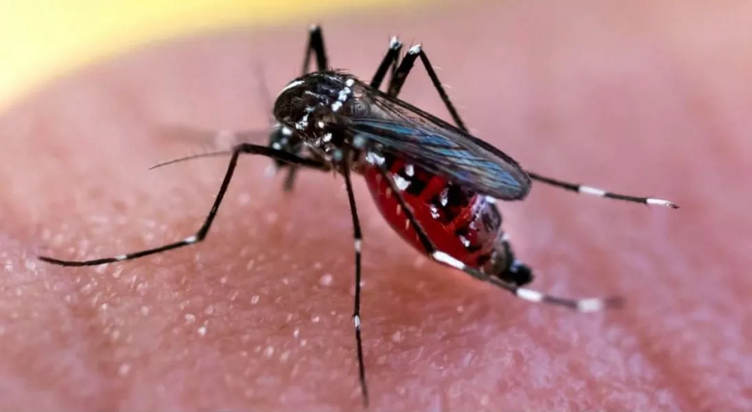 16-03 Dengue
