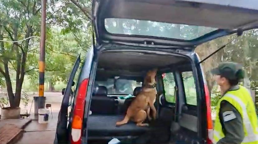 64410_kilos_cocaina_aguaray_salta_5