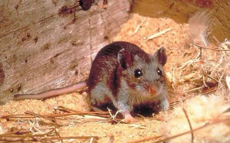 noticia 5 hantavirus