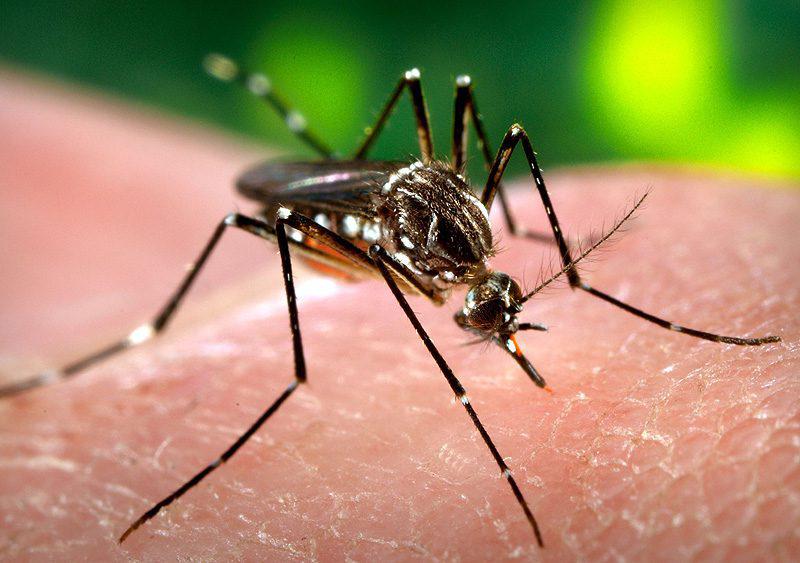 Dengue_Mosquito
