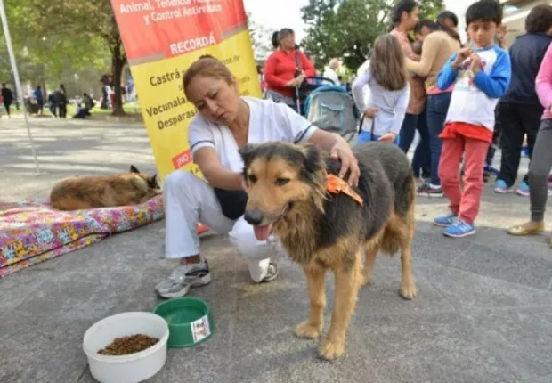 Mascotas-del-Milagro-wpcf_620x430-1