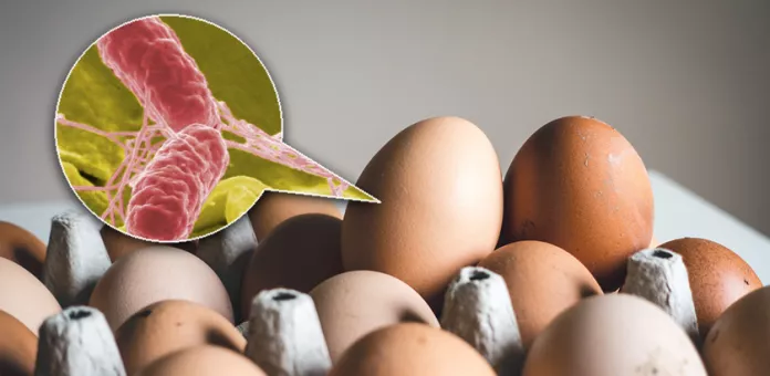 TEMAS_salmonella_interna_horiz_840x410-696x340