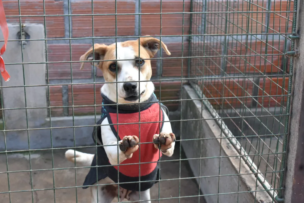 multimedia.normal.bdb2bbda83feabd8.Y2VudHJvLWRlLWFkb3BjaW9uZXMtOC0xMDI0eDY4M19ub3JtYWwud2VicA==