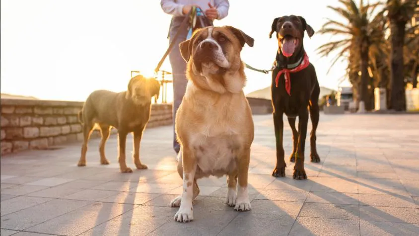 Paseos perros 03.jpg