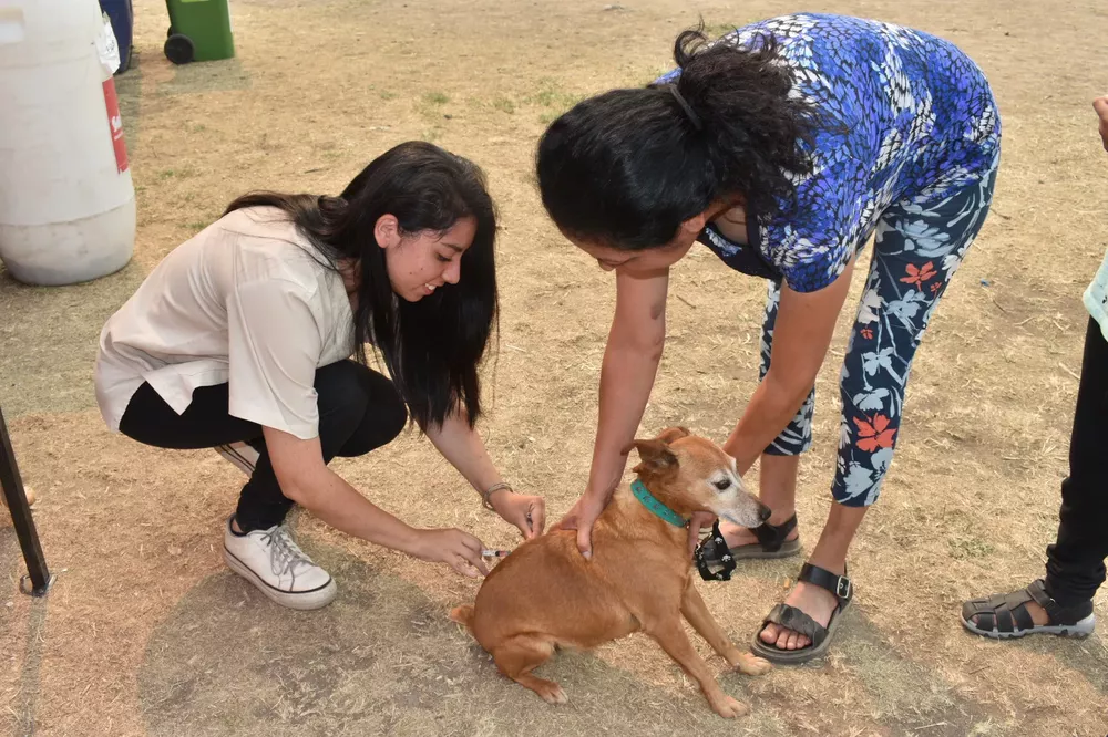 vacunacion-antirrabica-89