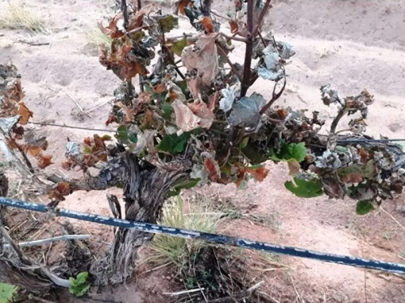 1877-heladas-en-los-valles-calchaquies-la-comision-de-emergencia-agropecuaria-analizo-la-situacion