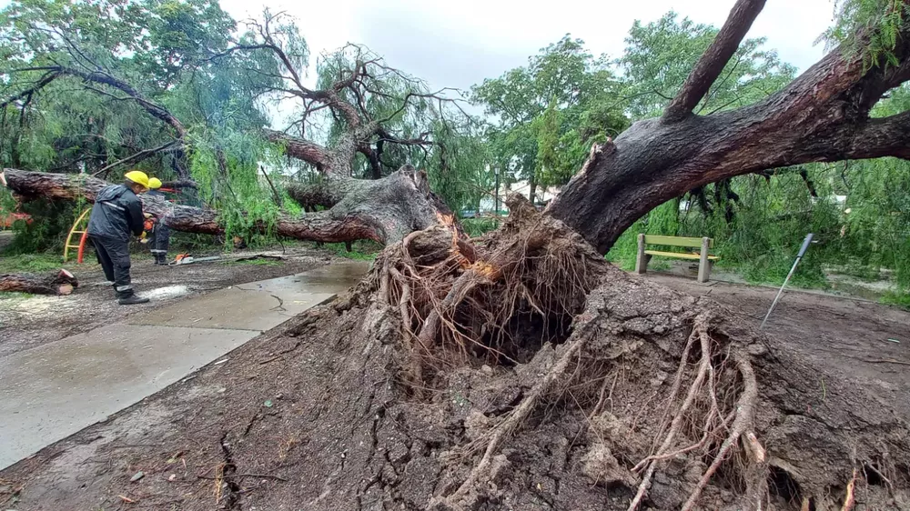 WhatsApp Image 2022-12-26 at 09.51.25