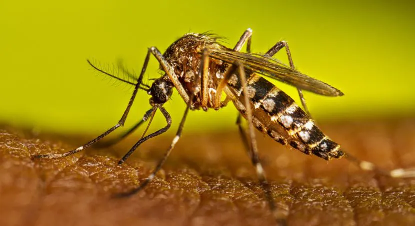 NOTICIA 6 DENGUE