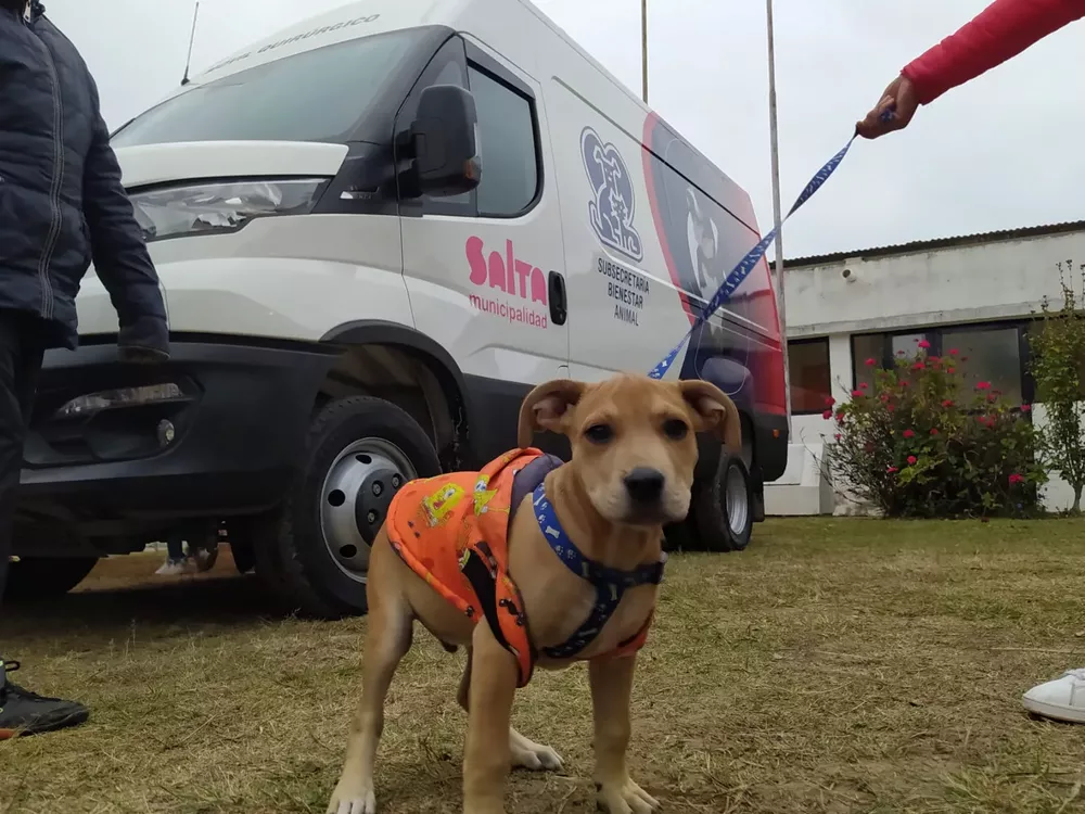 dia-del-animal-movil-quirurgico-1 (1)