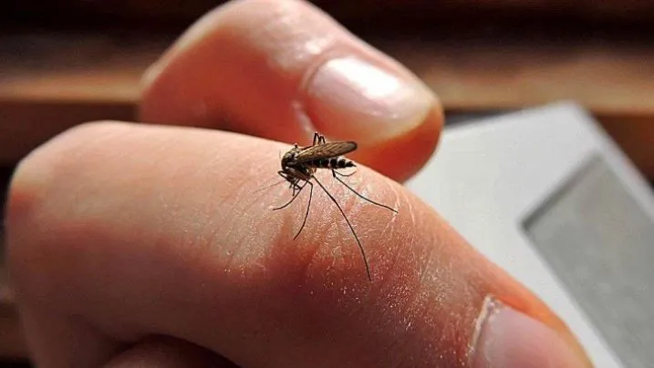 NOTICIA 5 DENGUE EN SALTA