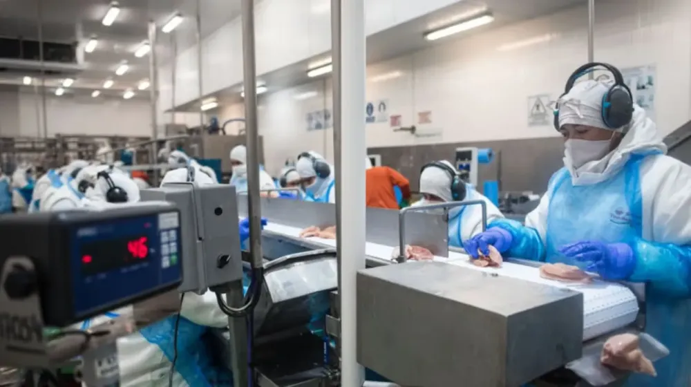 la-reapertura-del-bloque-europeo-vuelve-a-posicionar-a-la-avicultura-argentina-en-un-destino-de-alto-valor-comercial-tras-la-recuperacion-del-estatus-sanitario-foto-senasa-H2VL7DEW6BHWJK7ABMKPXPEWPU