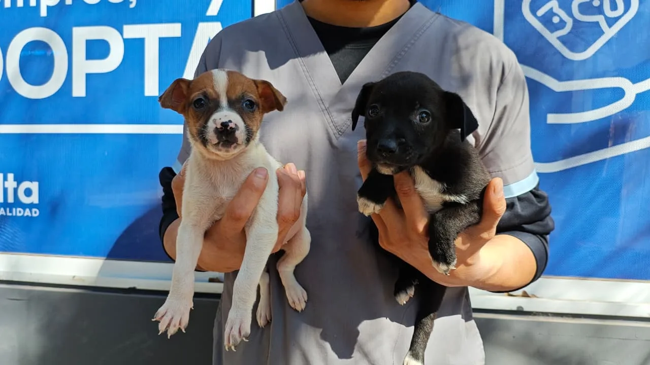 perros-en-adopcion-2