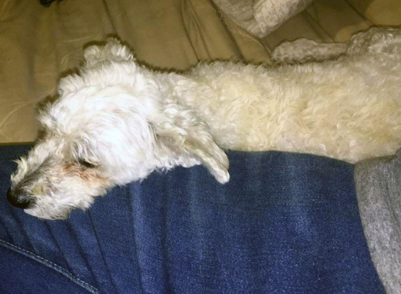 68822-historico-condenaron-a-un-hombre-por-maltrato-animal-en-salta