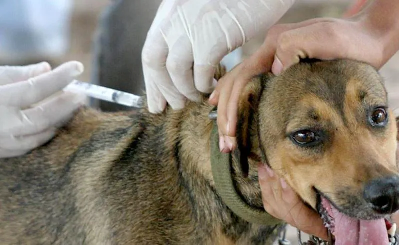 noticia 5 canina