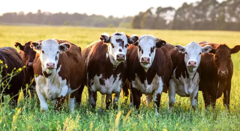 nooti 4 ganaderia argentina