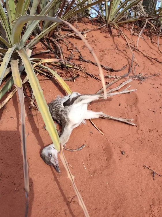 WhatsApp Image 2025-11-14 at 10.01.22 (7)