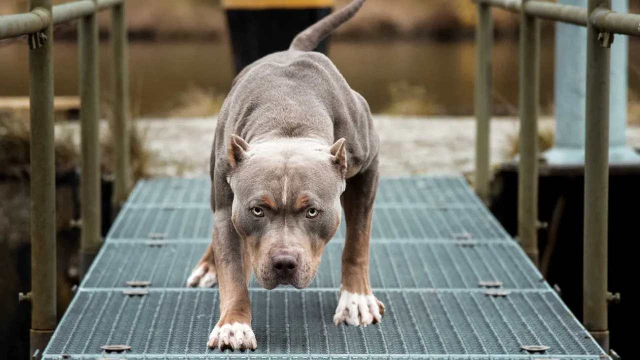 perros-de-razas-de-guardia-20230512-1566568