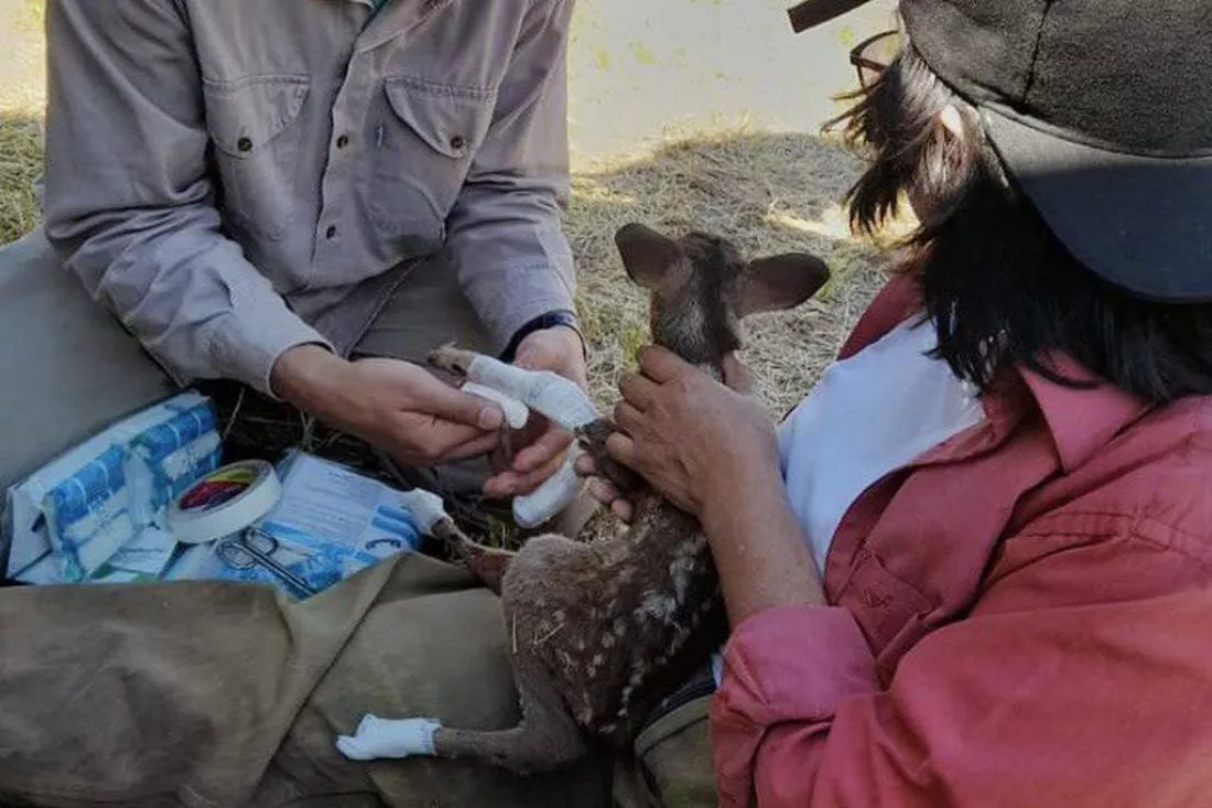 91883-veterinarios-saltenios-juntan-donaciones-para-ayudar-a-los-animales-de-corrientes