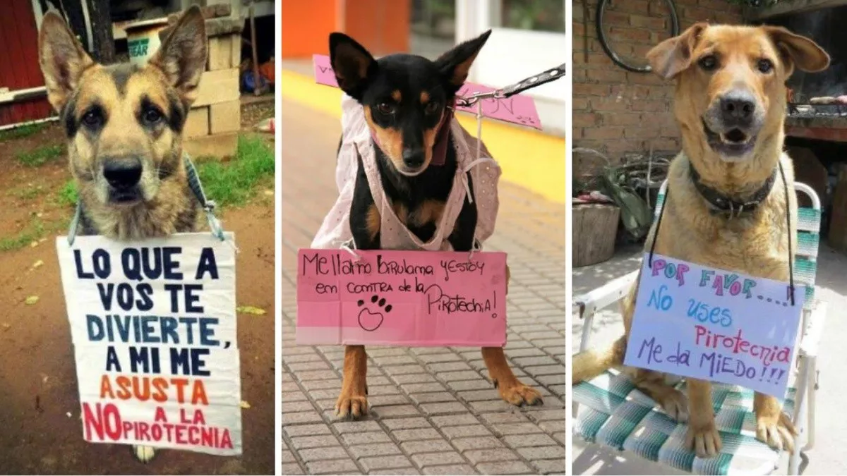 perro_crop1545851308698.jpg_1402874324