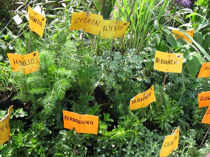 aromaticas