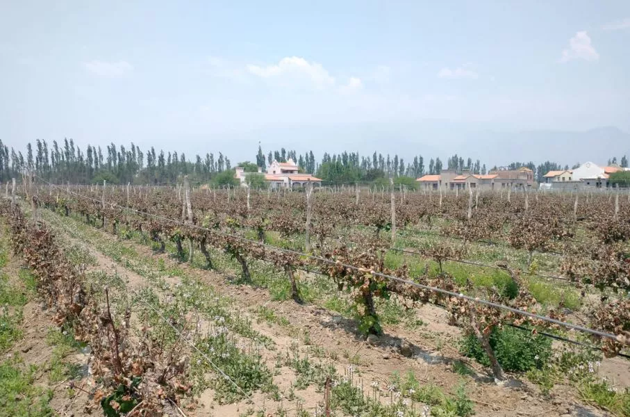 86531-declararon-la-emergencia-agropecuaria-por-heladas-para-cafayate-san-carlos-molinos-y-cachi
