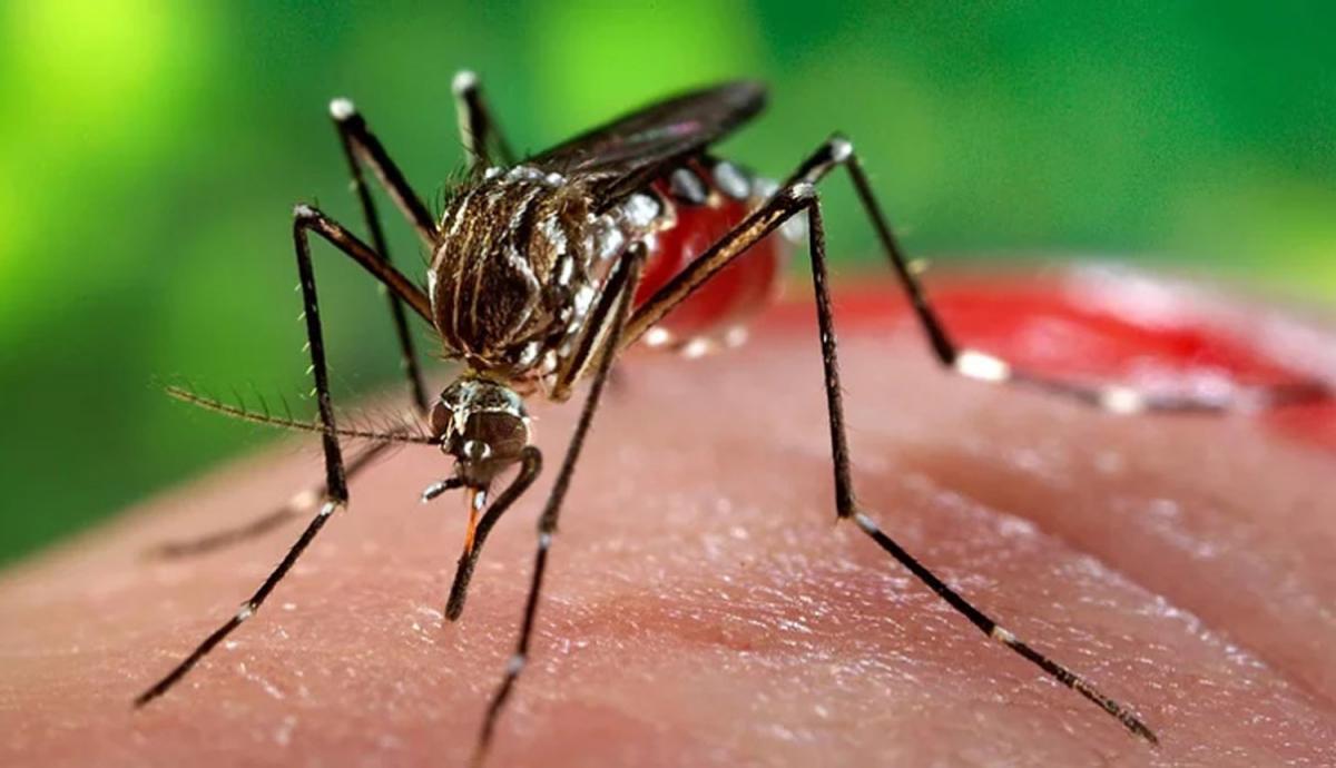 dengue-salta-aumentan-casos-desmienten-colpaso-hospitales-983353-201937