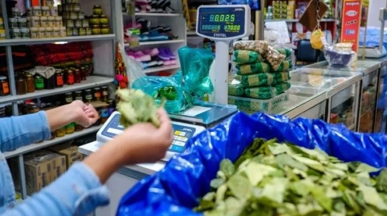 noticia 3 coca bolivia