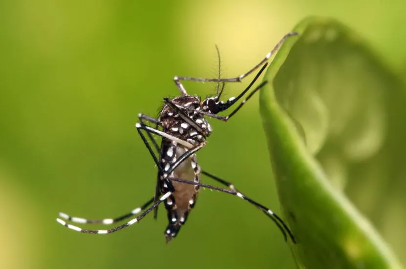 5 DENGUE