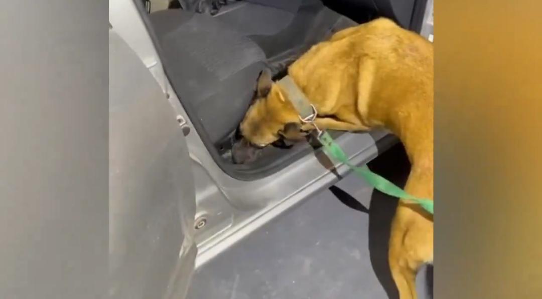 WhatsApp Image 2024-05-03 at 09.35.32