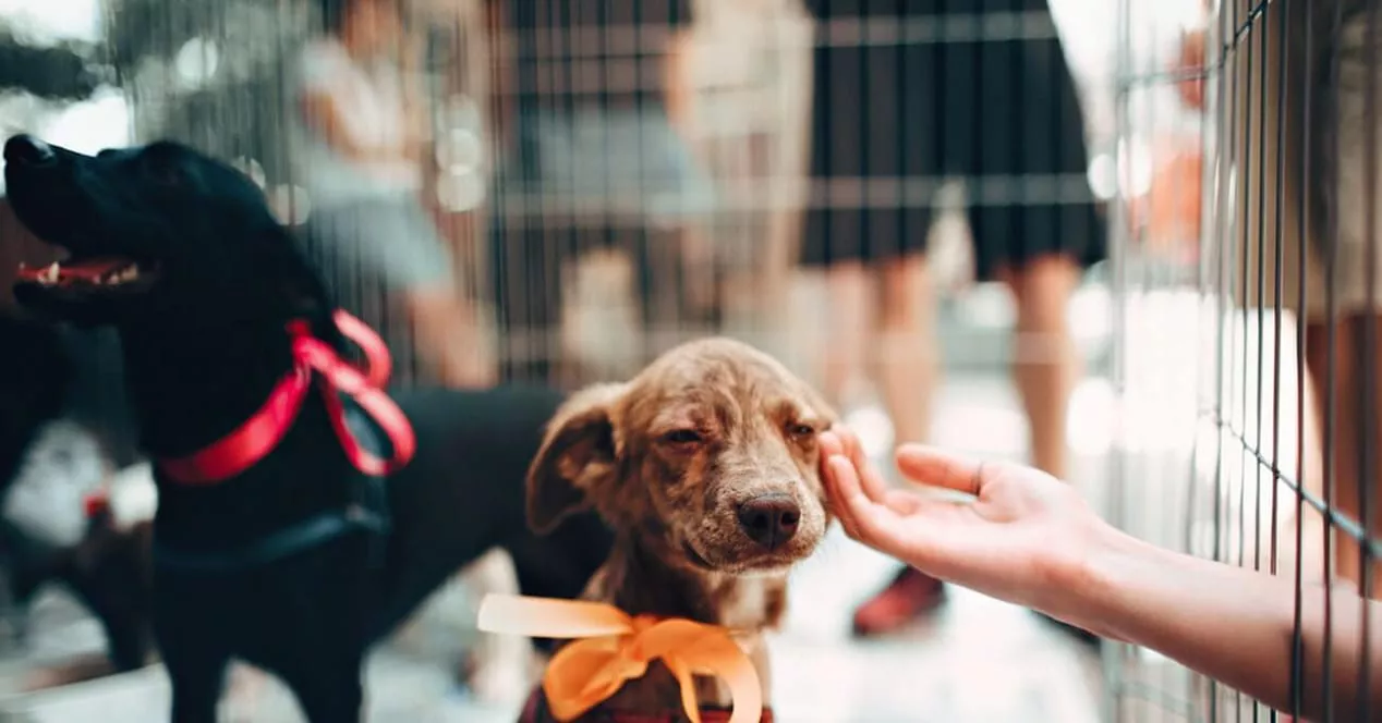 apertura-apps-adoptar-animales