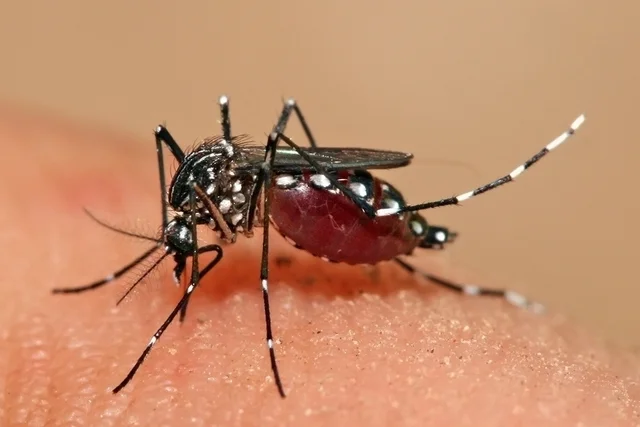 dengue_63752_l