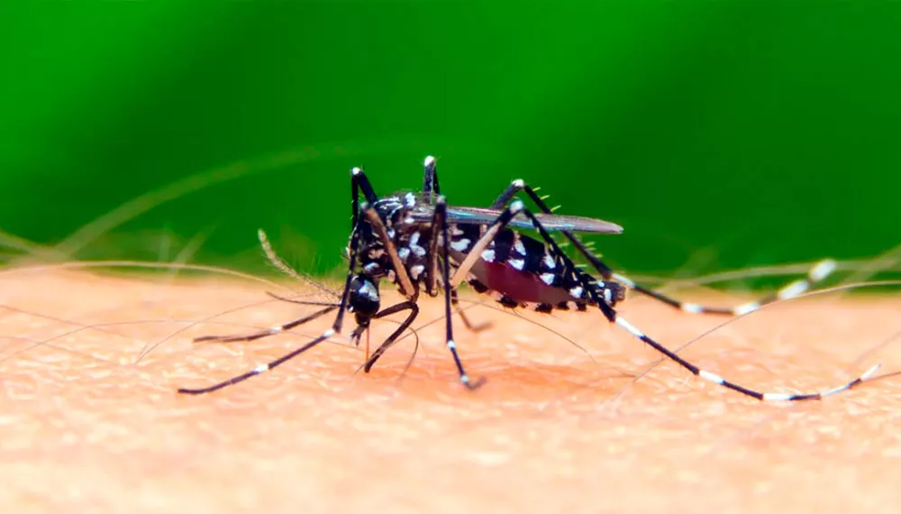 prevenir-dengue-infocampo