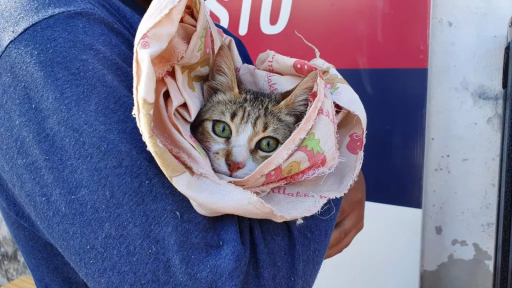 movil-quirurgico-gatito-1024x576