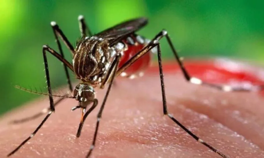 6 DENGUE