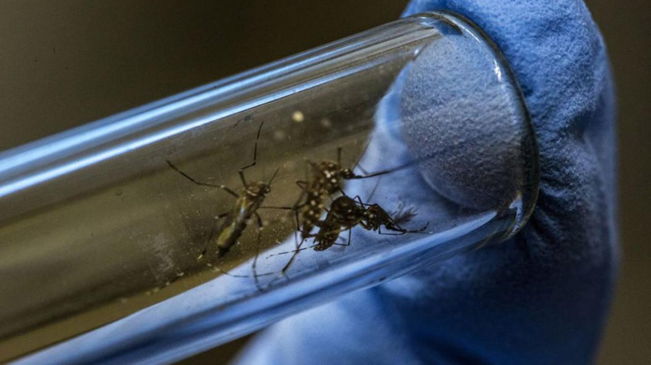 Se duplicaron los casos de dengue en Salta en una semana