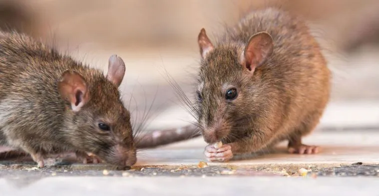 noticia 4 hantavirus