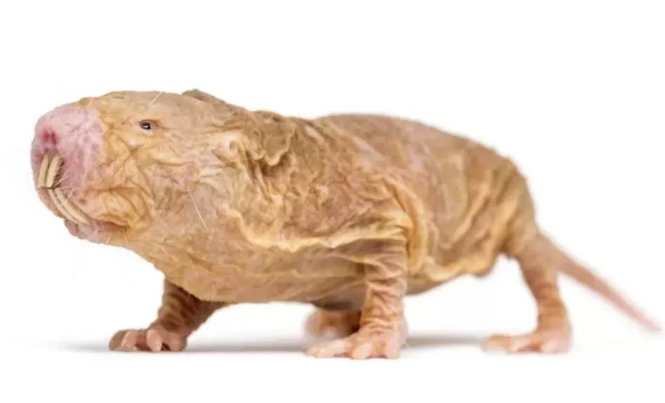 rata pila