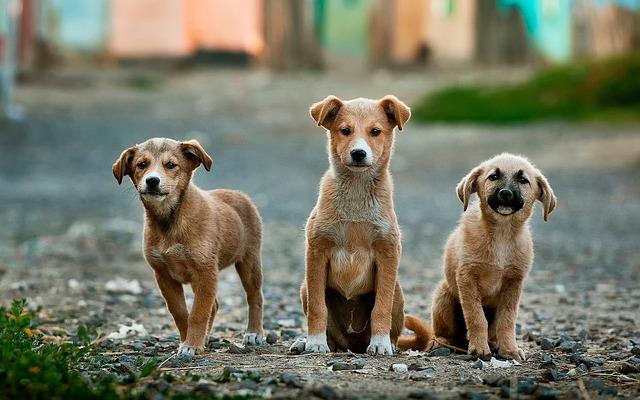 street-dogs