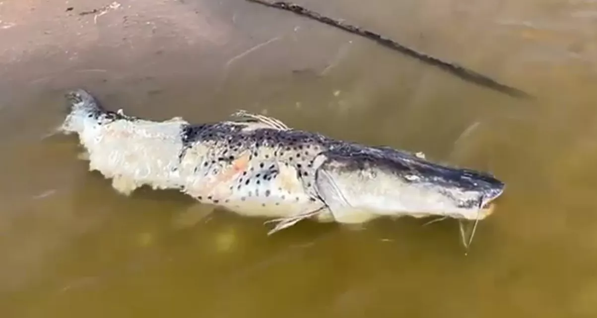 multimedia.normal.bffbd3cf51b5bef7.436170747572612064652070616e74616c6c6120323032322d31302d323720305f6e6f726d616c2e77656270