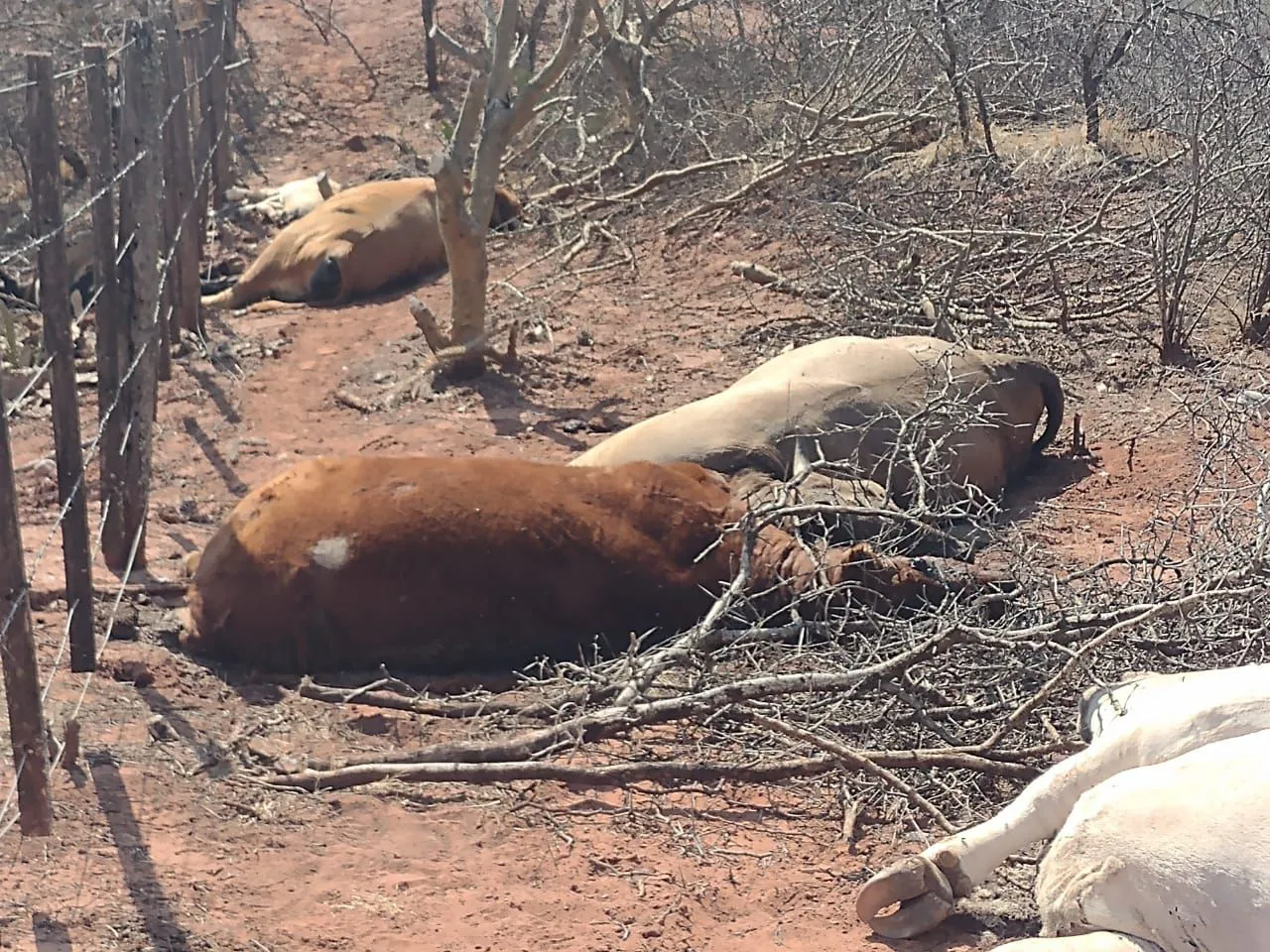 multimedia.normal.8998335b82cfabc0.bm9ybWFsLndlYnA=